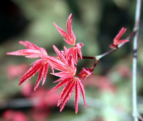 acer corallinum tree leaves