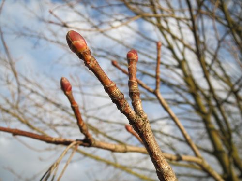 acer platanoides norway maple buds