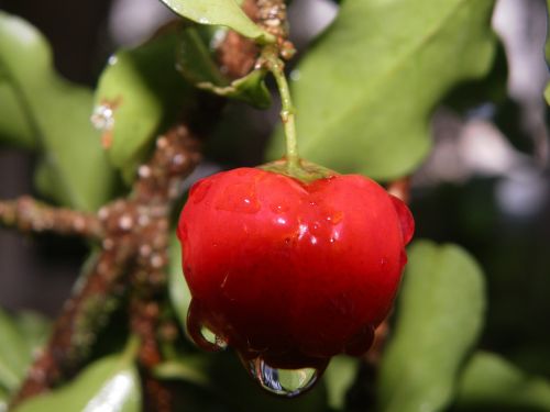 acerola fruit red