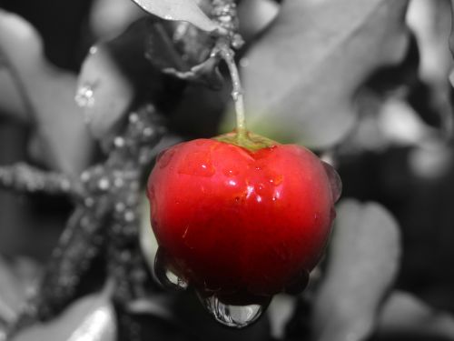 acerola fruit red