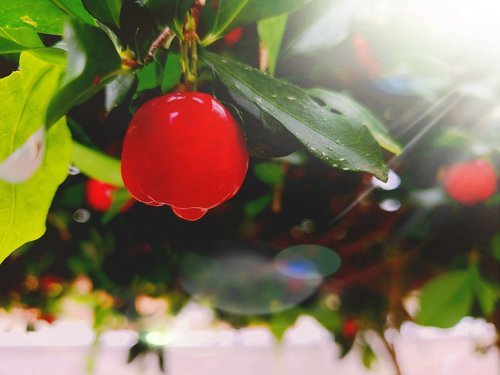 acerola  sunset  orchard