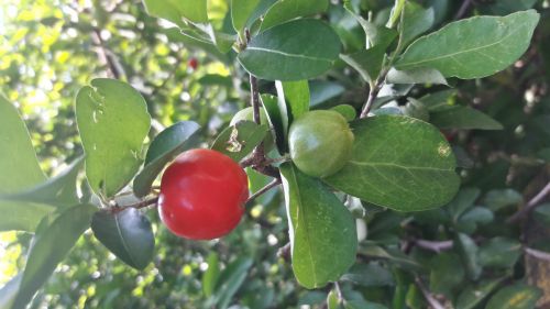 Barbados Cherry