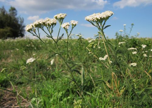 achillea millefolium yarrow common yarrow