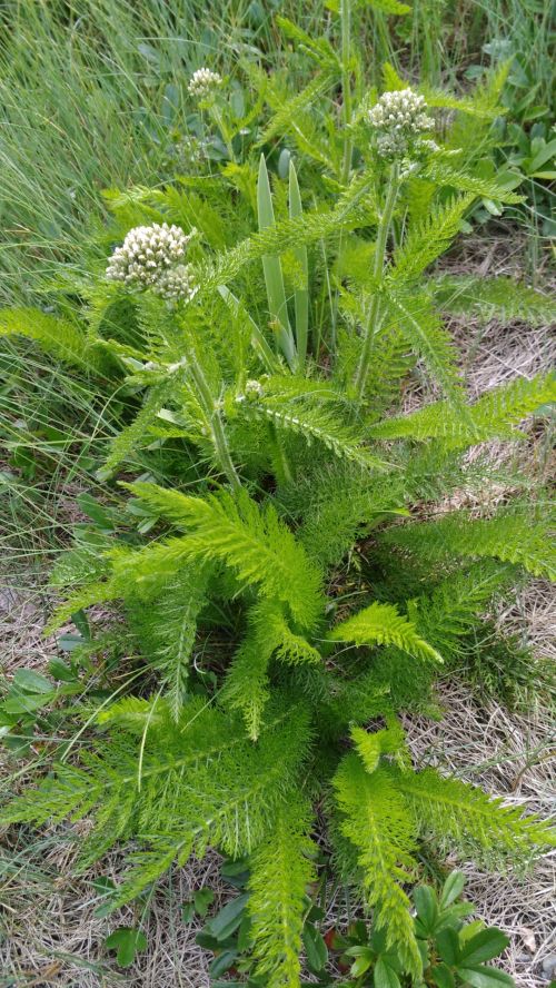 Yarrow Leaves (3)