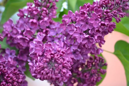 acid purple spring