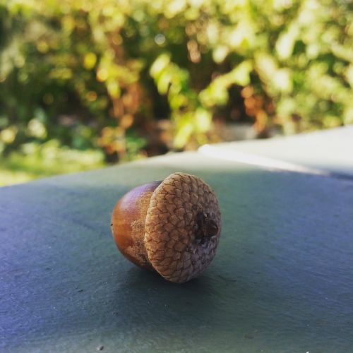 acorn closeup nature