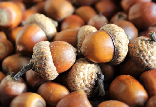 acorns seeds oak