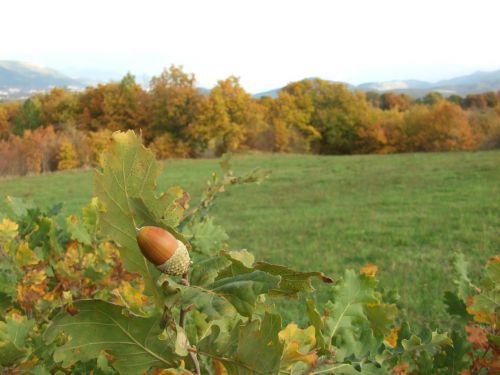 acorn acorns nature
