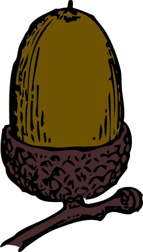 acorn seeds seed pod