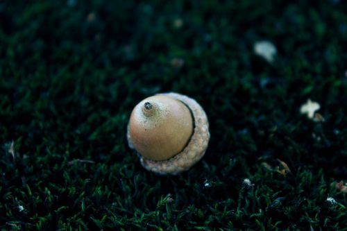 acorn moss nature