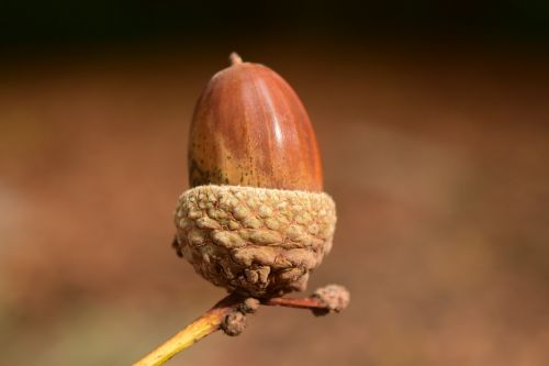 acorn close background