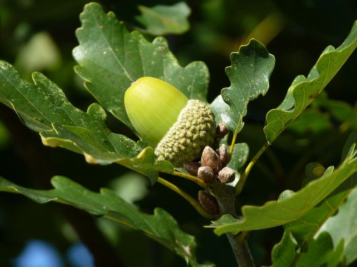 oak leaf tree