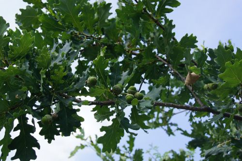 acorn tree branch