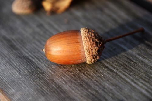 acorn close nature