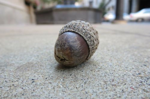 acorn nut nature