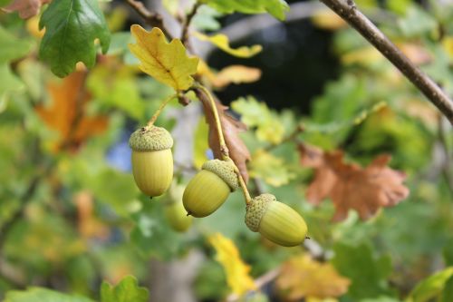 acorn autumn nuts