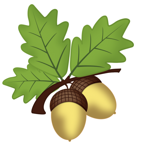 acorn hazelnuts nature