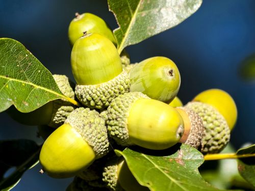 acorn tree fruit fruit