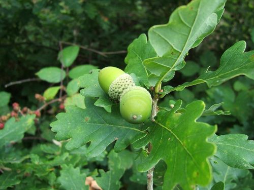 acorn fruit oak