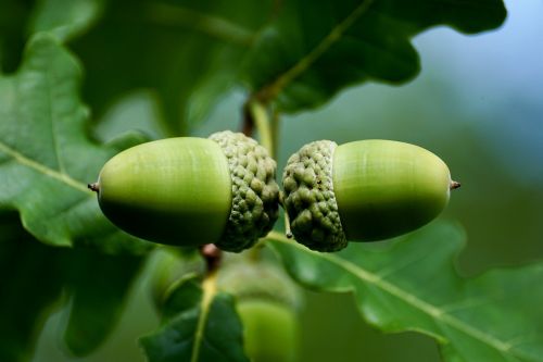 acorn fruit tree