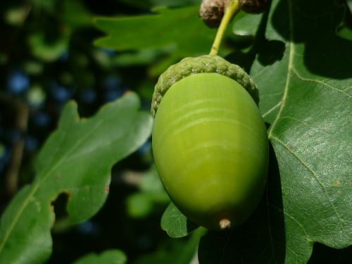 acorn tree fruit tree