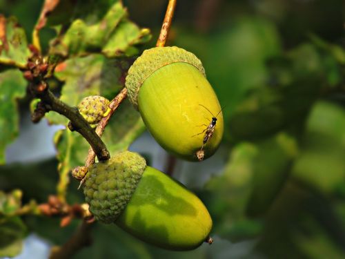 acorn fruit oak