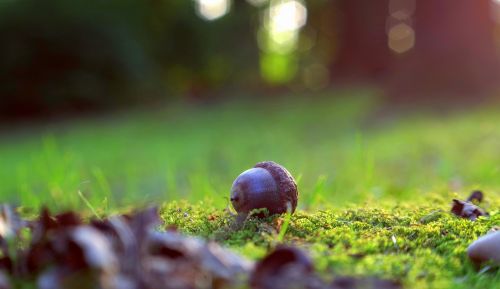 acorn moss forest