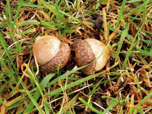 acorn nature outdoors