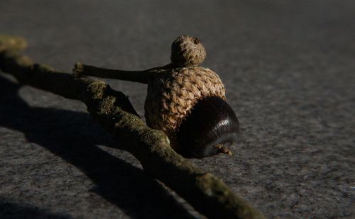 acorn live oak nut