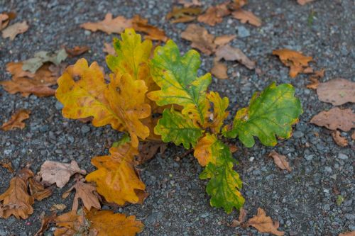 acorn leaves autumn