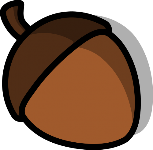 acorn nut seed