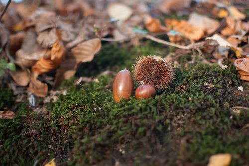 acorn chestnut fall