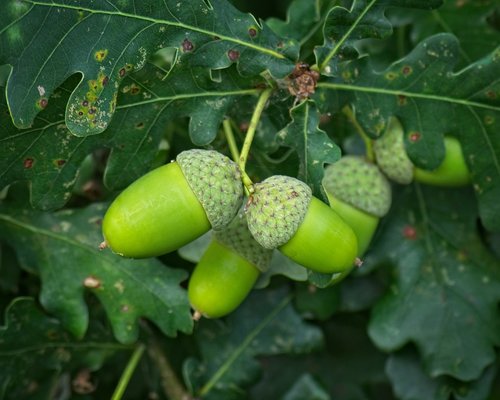 acorn  green  fruit