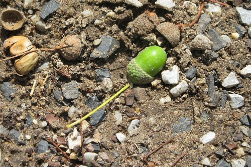 acorn  green  fruits