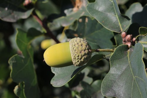 acorn  green  nature