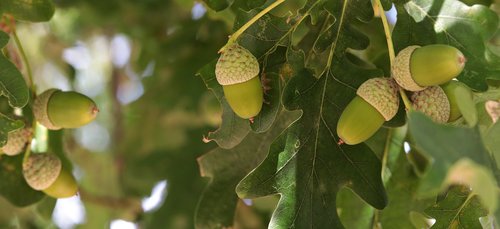 acorn  oak  tree