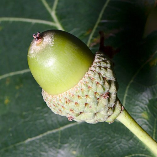 acorn  nut  plant