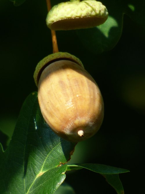 acorn  hat  nature