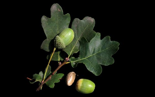 acorn  leaves  oak leaves