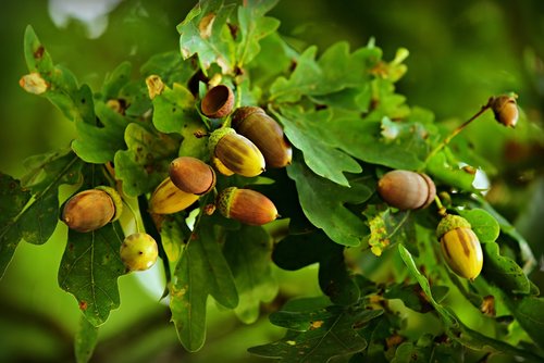 acorn  nut  oak tree