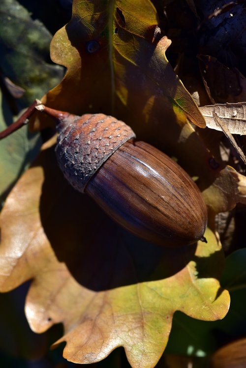acorn  autumn  nature