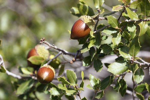 acorn  tree  nature