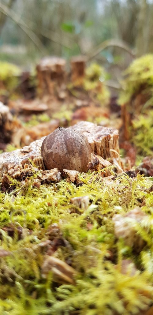 acorn  moss  wood