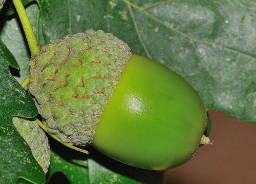 acorn nature quercus