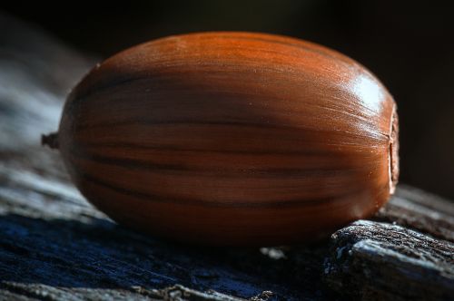 acorn seed autumn