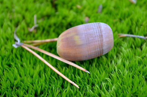 acorn moss forest