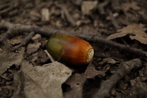 acorn oak crop