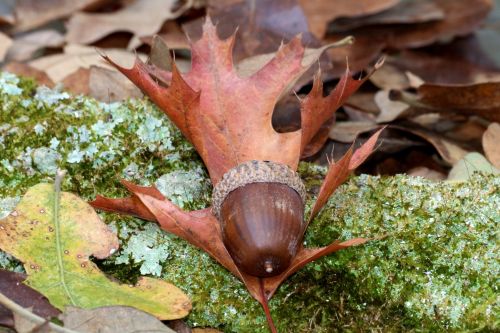 Acorn And Oak Leaf