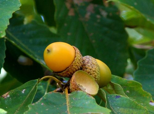 acorn cluster oak seed nut