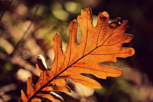 acorn leaf  autumn color  vein